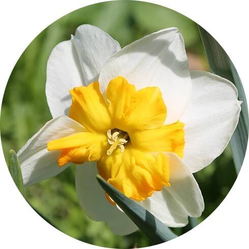 Narcis - Narcissus 'Parisienne' (1 ks/ 5 ks/ 10 ks)