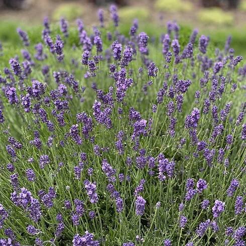 Tips for Growing Drought Tolerant Plants