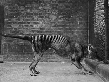Australians report sightings of Tasmanian tiger, once thought extinct
