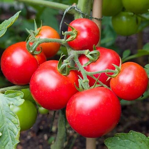 Rajče Moneymaker - Solanum lycopersicum - semena - 20 ks