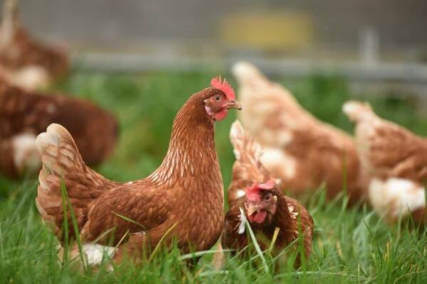 CA's emergency bird flu declaration and the US's first death from it begs the question: Why aren't we doing more as a nation to curb this catastrophe?