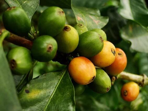 3 ks Semena kávy Coffea arabica Káva arabská Exotické rostliny Kávovník Váha výrobku včetně jednotkového obalu 0.3 kg