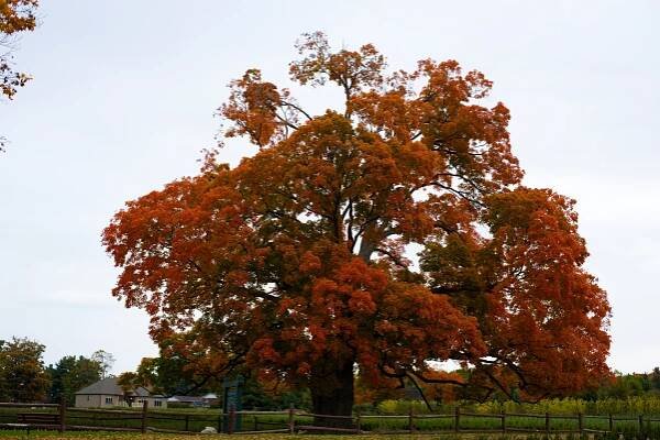 Comfort Maple