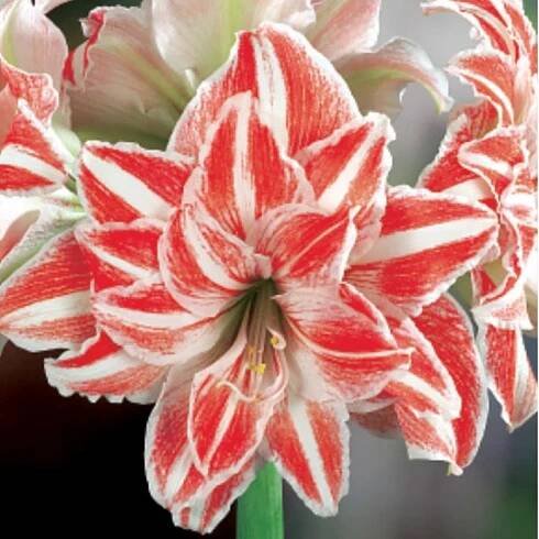 Hvězdník plnokvětý Dancing Queen - Hippeastrum - cibule hvězdníku - 1 ks