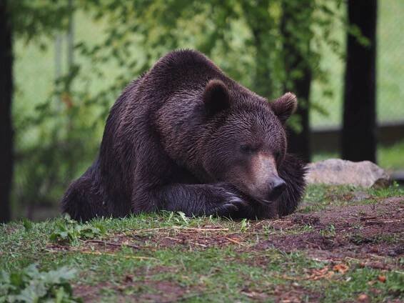Bear Erich
