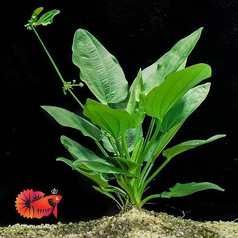 Echinodorus Cordifolius – Houston Aqua 