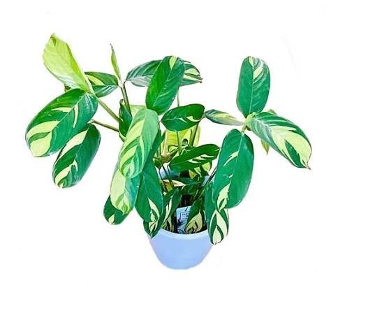 Calathea "Golden Mosaic" (Ctenanthe lubbersiana) XXL