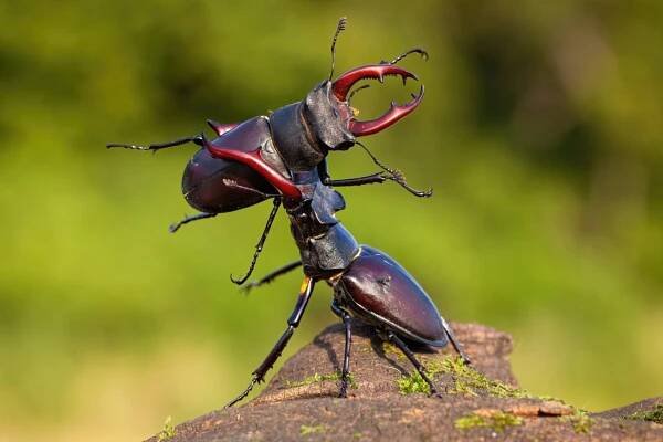 Roháč obecný (Lucanus cervus)