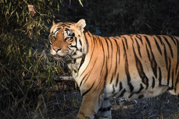 Bengal tiger numbers are on the up in India