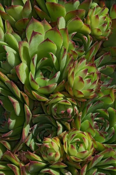 Soubor:Sempervivum tectorum FR 2012.jpg – Wikipedie