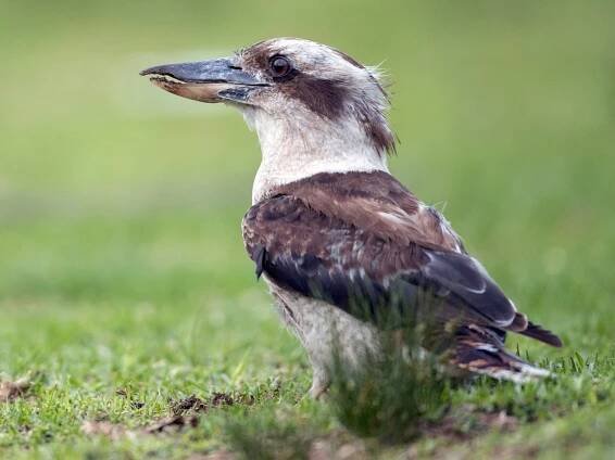 - Laughing Kookaburra