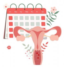 menstruacni cyklus