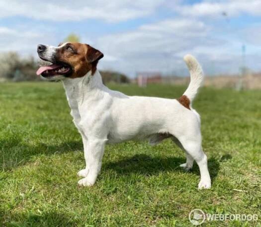 Jack Russell Teriér broken na prodej s pp fci Hodonín