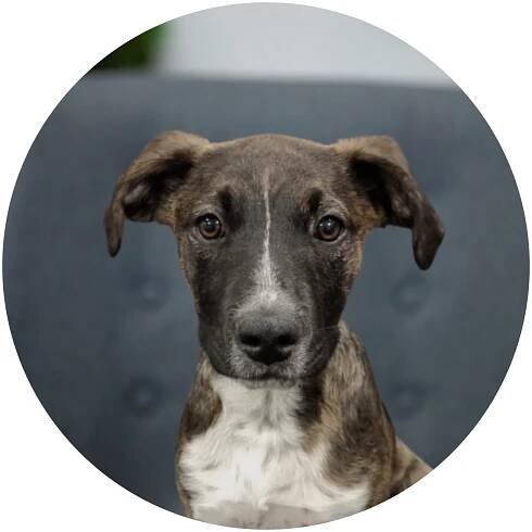 Rufus