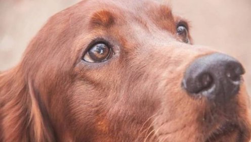 Které psy lidé považují za přátelské – ty se světlýma nebo hnědýma očima: vědci zjistili a řekli proč