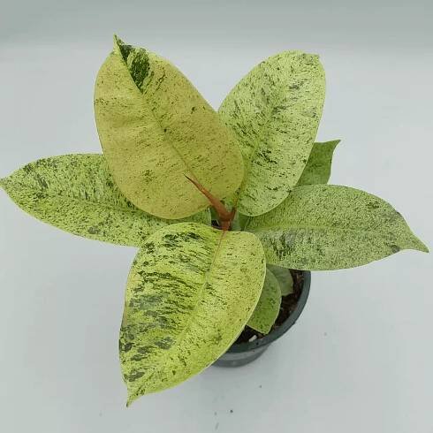 Ficus Elastica Shivereana Tissue Culture