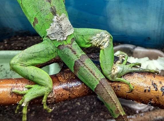 Leguán zelený - paraziti , nesvlek nebo plíseň? - poradna.net