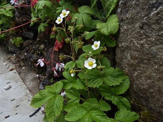 Fragaria vesca