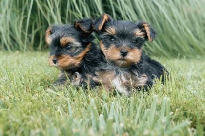 Dvě malé yorkshire teriér štěně pózuje v přírodě. Psi jsou sedí na zeleném trávníku, při pohledu na fotoaparát, detail — Stock obrázek