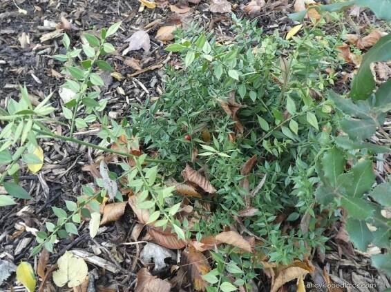 Listnatec ostnitý (Ruscus aculeatus)