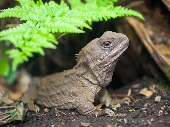 tuatara nový zéland nativní plaz - hatérie novozélandská - stock snímky, obrázky a fotky