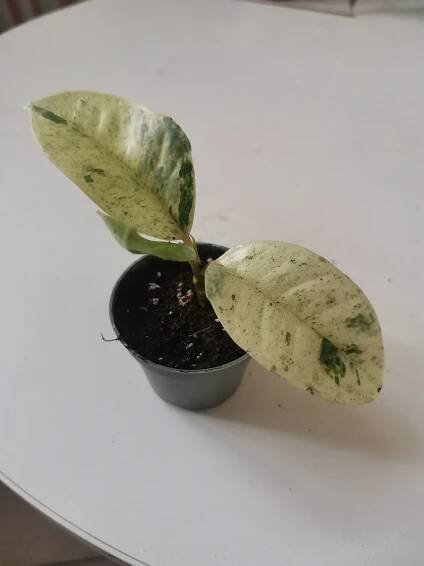 Ficus Shivereana baby