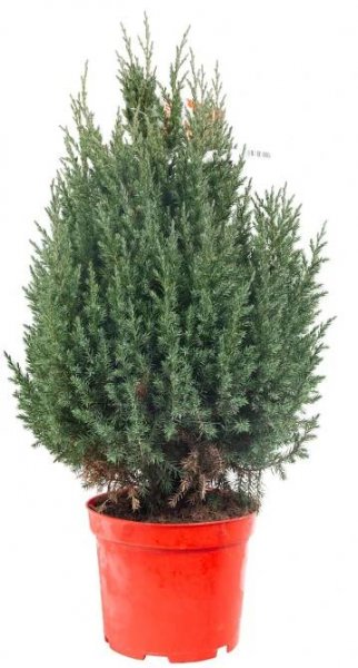 Jalovec čínský Stricta, Juniperus chinensis, kontejnerovaný stromek, vysoký 40 - 60 cm