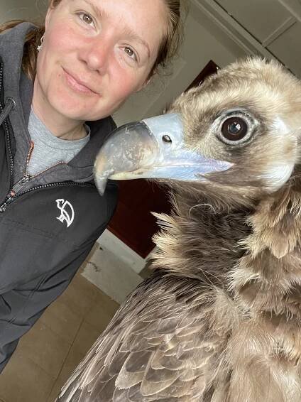 Holly Cale and the Eurasian Black Vulture, "Bernard".