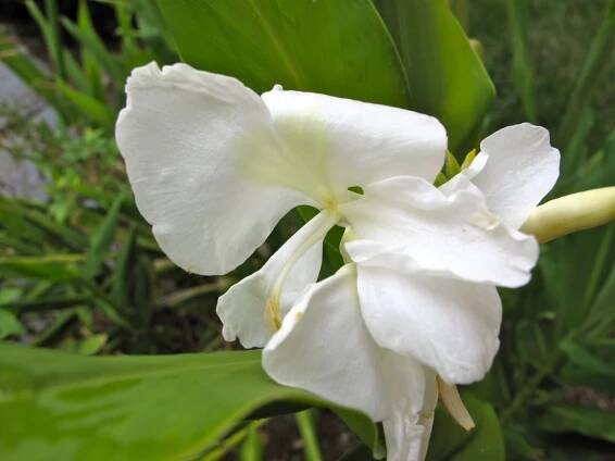 perennials | pbmGarden