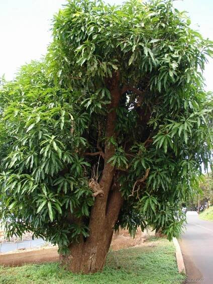 Mangovník indický (Mangifera indica), rostlina