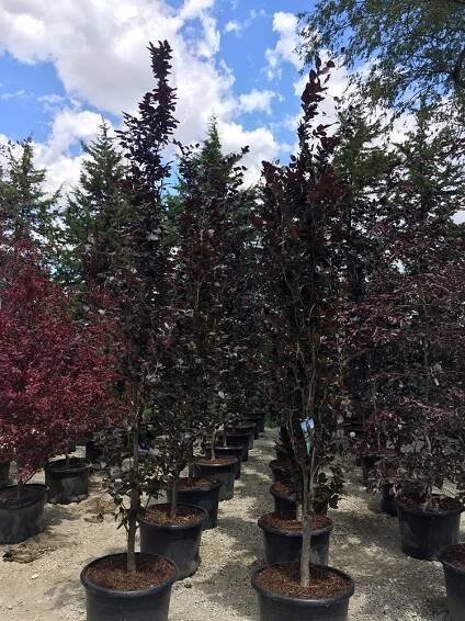 Dawyck Purple Beech (Fagus sylvatica)