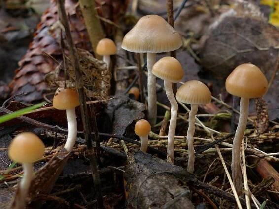 Lysohlávka česká (Psilocybe bohemica)
