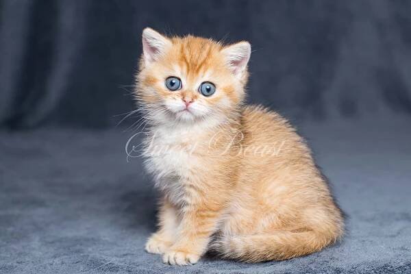 Sweet-beast.com | British Shorthair | UA*Sweet Beast Holli-Dolli