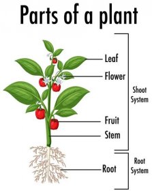 Parts Of A Plant Parts Of A Plant Plants Plant Science Images