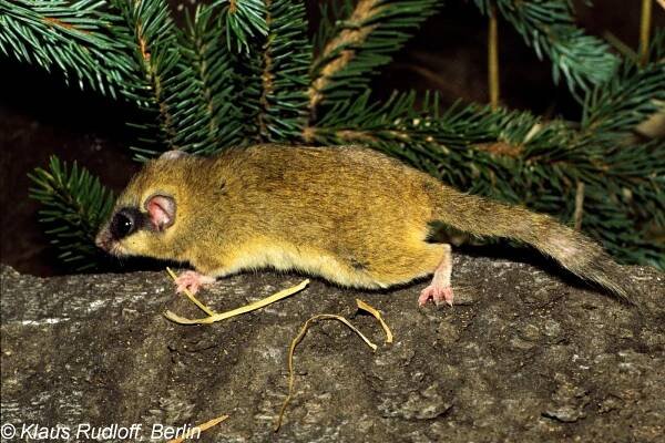 Dryomys nitedula nitedula - Obrázek | BioLib.cz