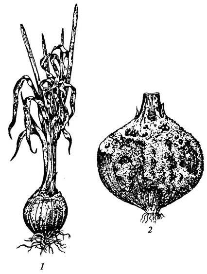 Václavka cibulová – škůdce cibule