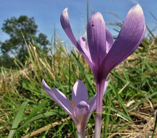 Ocún jesenní (Colchicum autumnale)