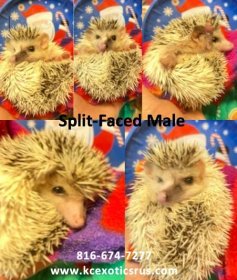 Exotics R Us Available Hedgehogs