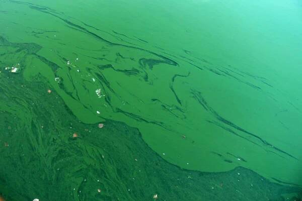 Bloom of cyanobacteria ("blue-green algae").