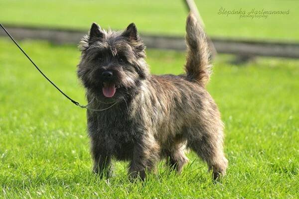briardi, briard černý , briard plavý , briard a jeho výcvik, briard , psí škola | Nuummit Honey Eli / cairn terier