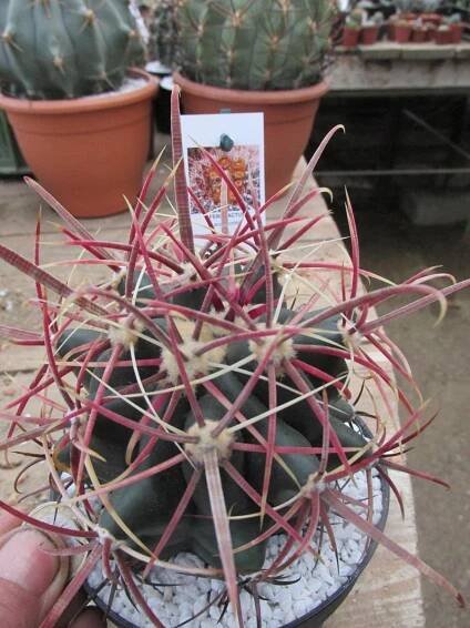 kaktusy ferocactus acanthodes