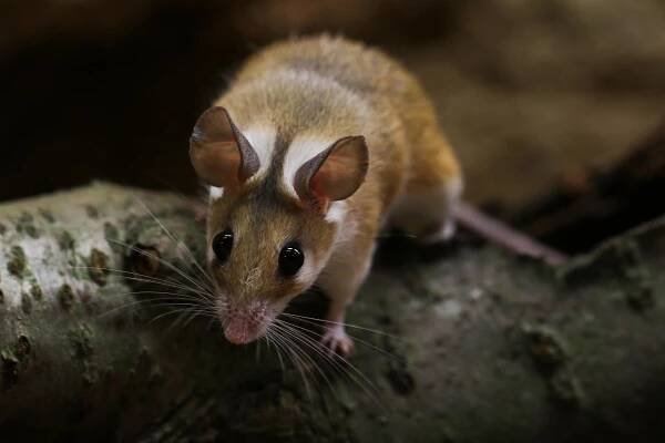 Myš bodlinatá | foto: Shutterstock