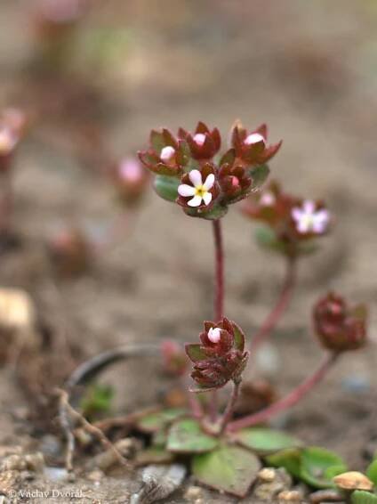 Androsace maxima - pochybek největší | Primulaceae - prvosenkovité | Natura Bohemica