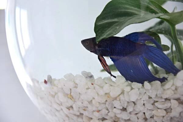 male-akvarium-pro-rybicky-rybka-beta-bojovnice-6