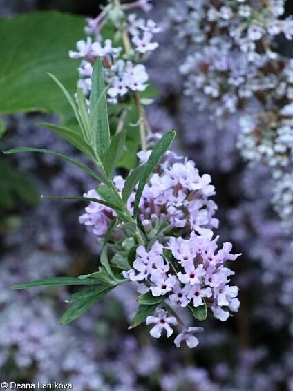 Buddleja alternifolia – komule střídavolistá