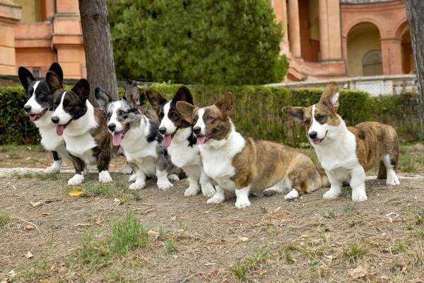 Welsh Corgi Cardigan – Associazione Italiana Amatori Razze da Pastore Britanniche