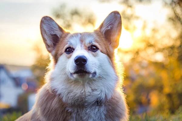 Pembroke Welsh Corgi in the sunlight