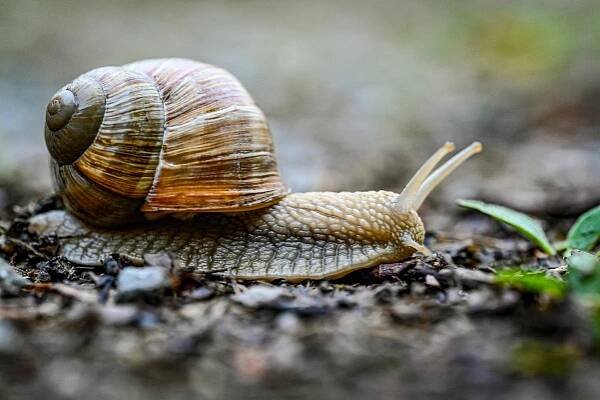 Roman Šnek Helix pomatia na silnici stock fotka