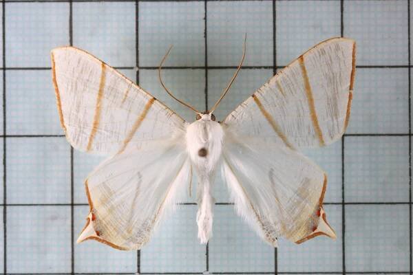 Ourapteryx changi