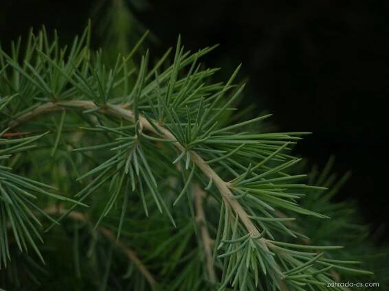 Larix decidua Pendula (modřín opadavý)
